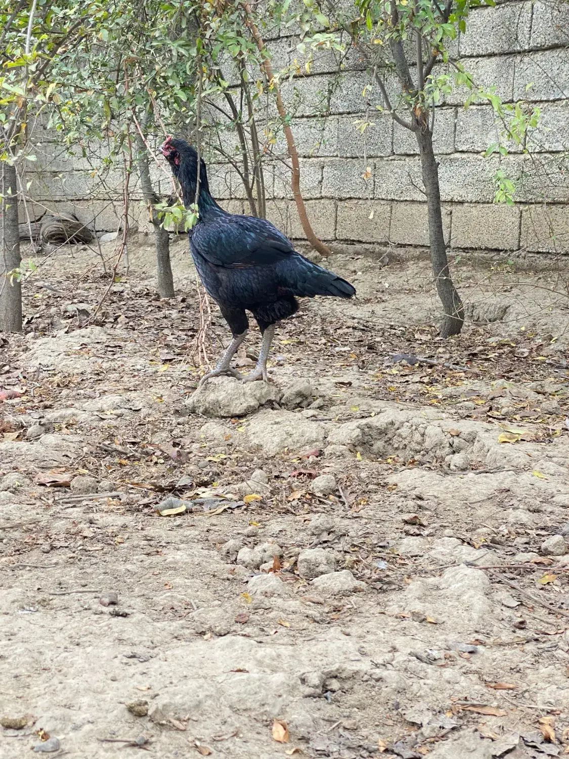 مرغ لاری اصیل|حیوانات مزرعه|گنبد کاووس, |دیوار