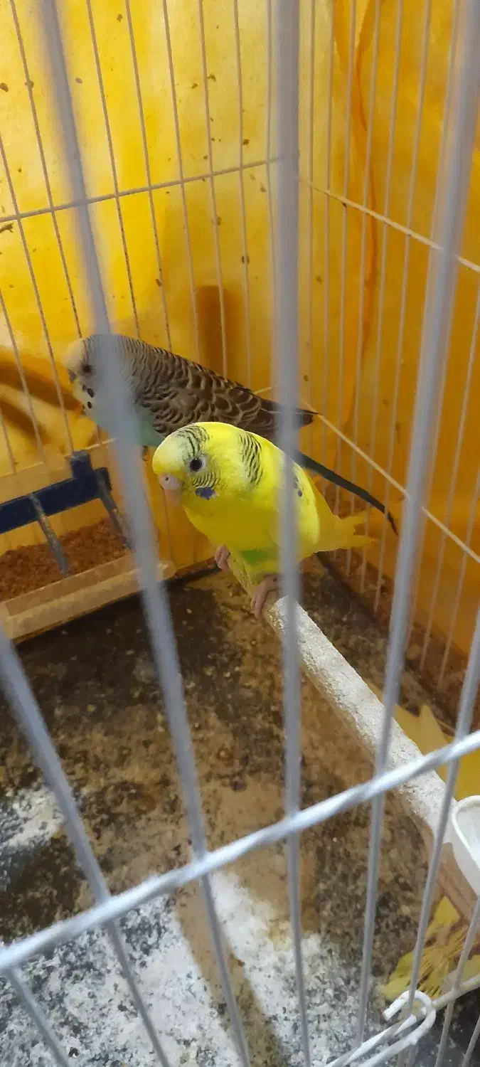 جفت مرغ با پنج تا جوجه|پرنده|مشهد, امیر|دیوار