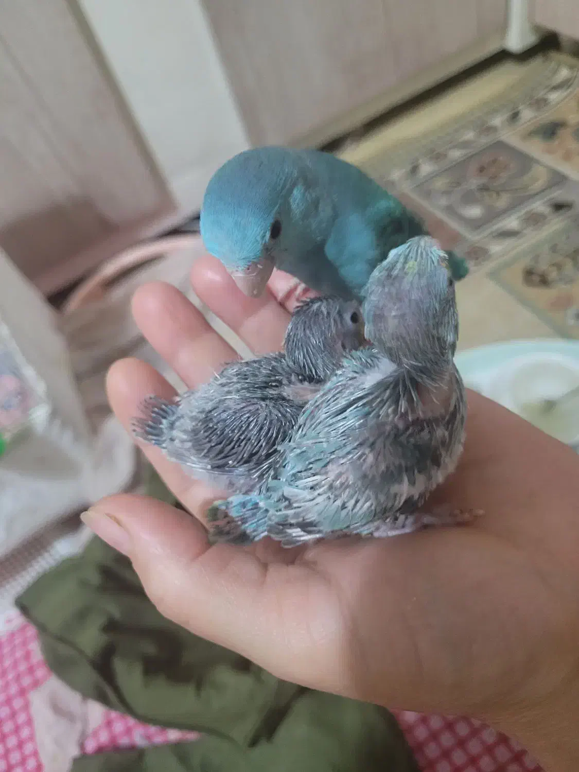 طوطی کوتوله مرغ عشق|پرنده|مشهد, بهمن|دیوار