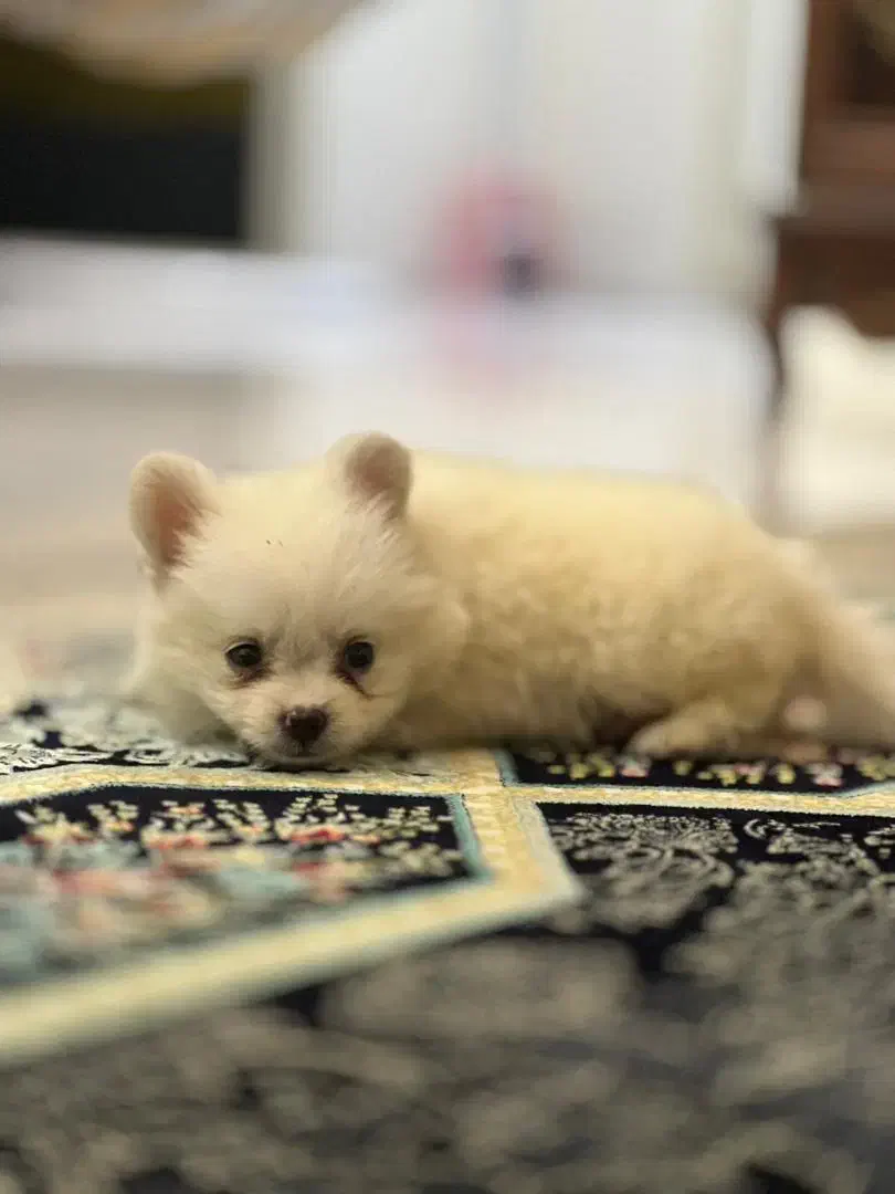 سگ پامر عروسکی|سگ|اندیشه, اندیشه فاز ۲|دیوار