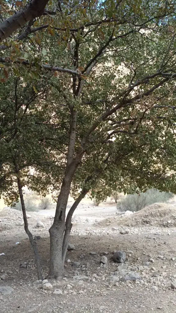 کنجد عمده|عمده‌فروشی|دوگنبدان, |دیوار