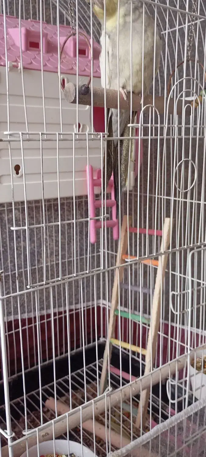 عروس هلندی،|پرنده|شیراز, گود عربان|دیوار