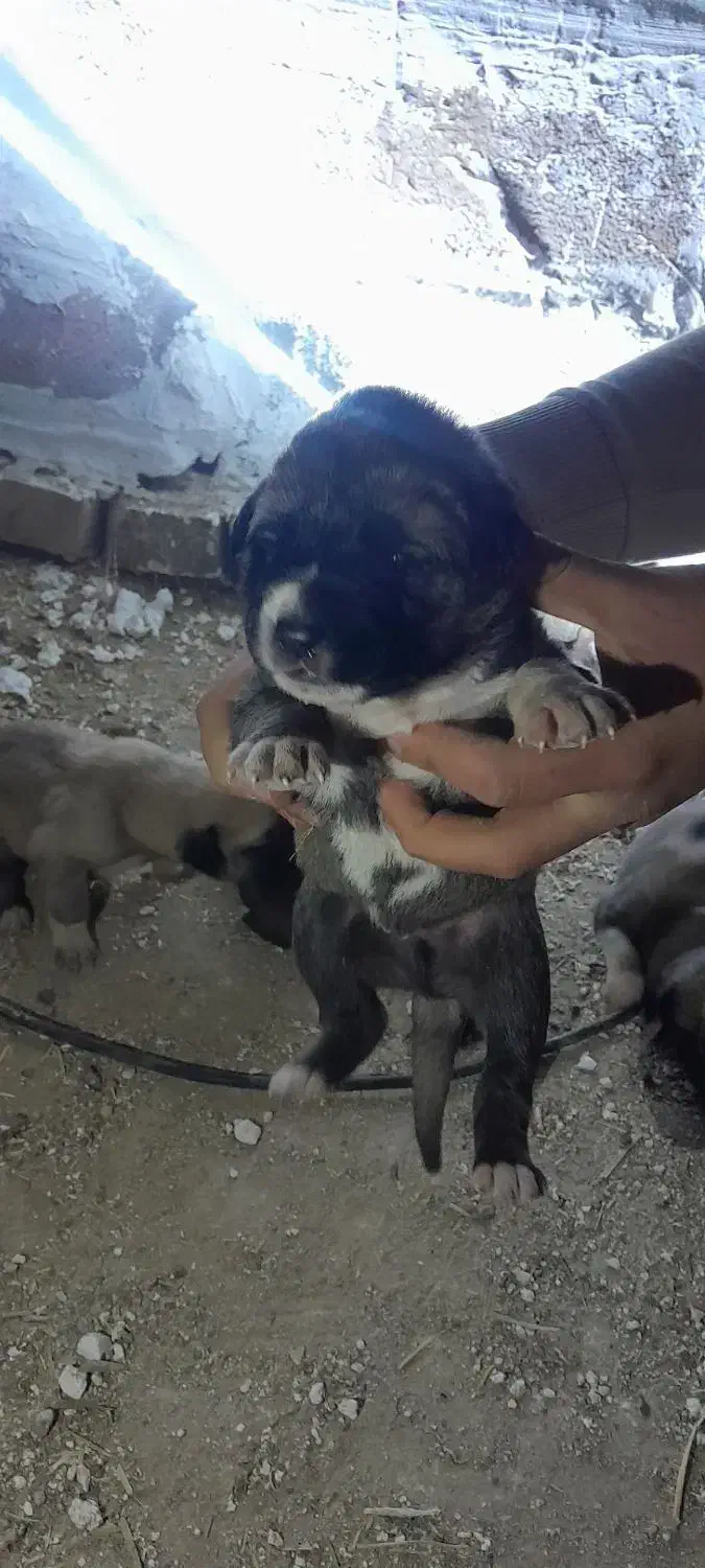 توله|سگ|شیروان (خراسان), |دیوار