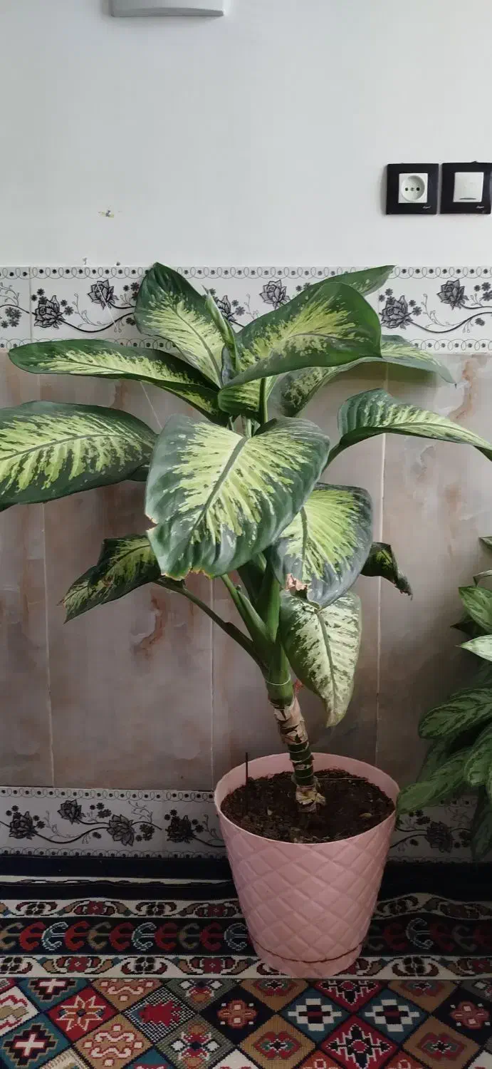 گل دیفن|گل و گیاه طبیعی|نهاوند, |دیوار