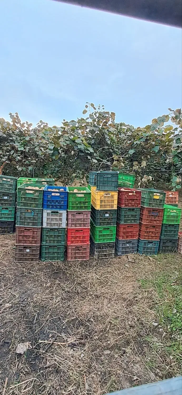 باغ کیوی|فروش زمین و ملک کلنگی|حویق, |دیوار