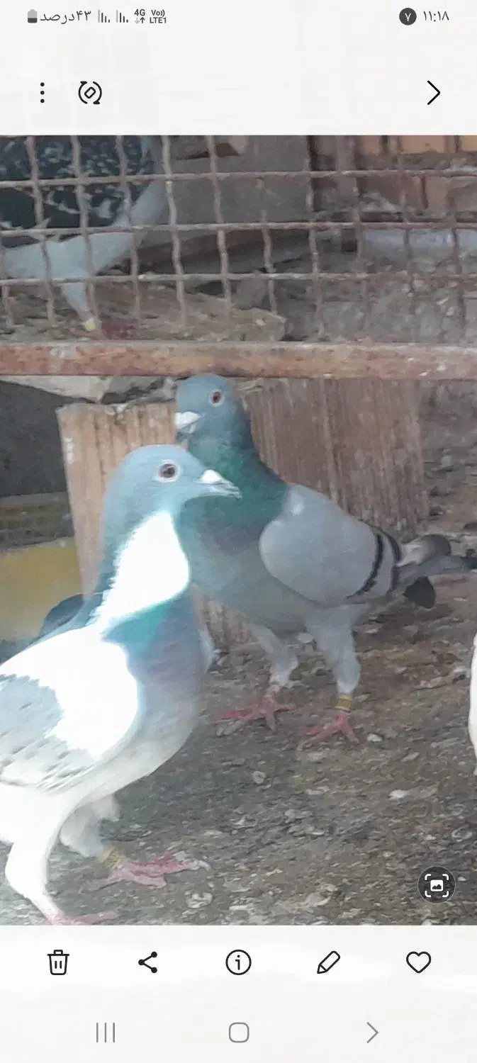 کبوتر|پرنده|شوشتر, |دیوار