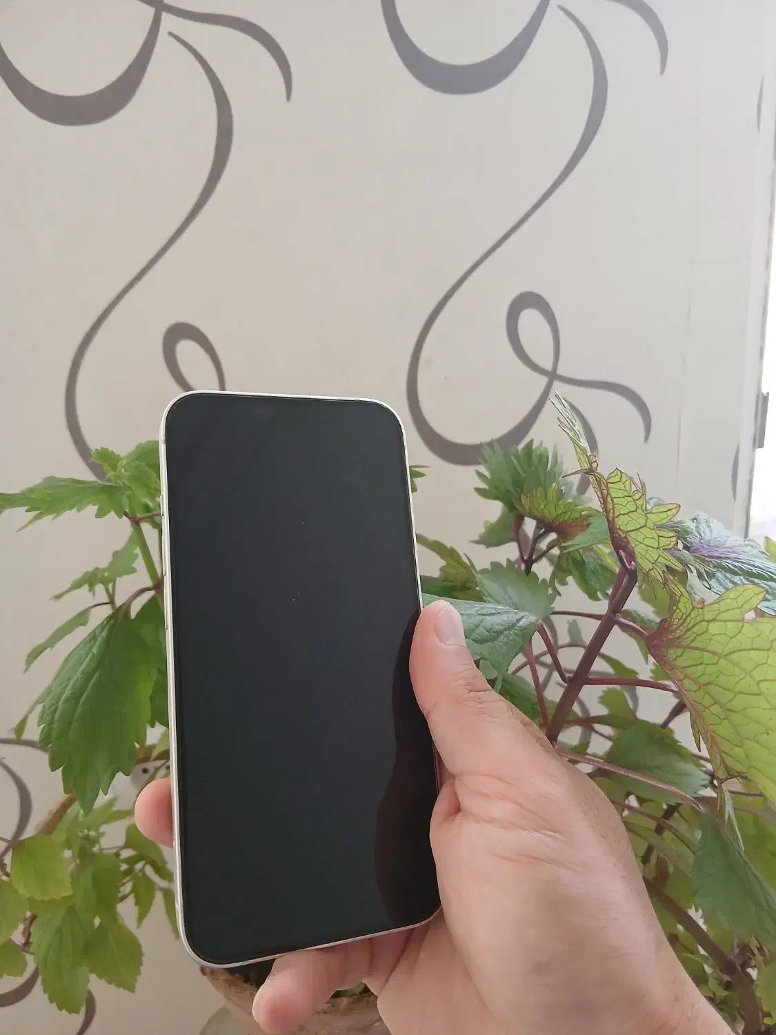 آیفون ۱۳ سفید در حد نو بدون خط|موبایل|حمیدیا, |دیوار