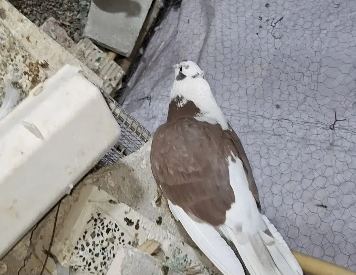 کبوتر|پرنده|بافت, |دیوار