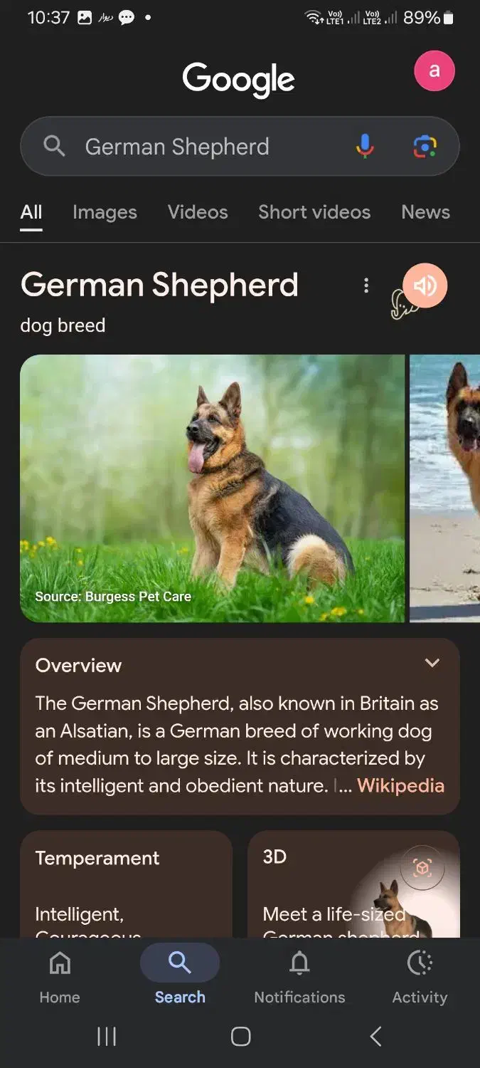 برفی|حیوانات|جهرم, |دیوار