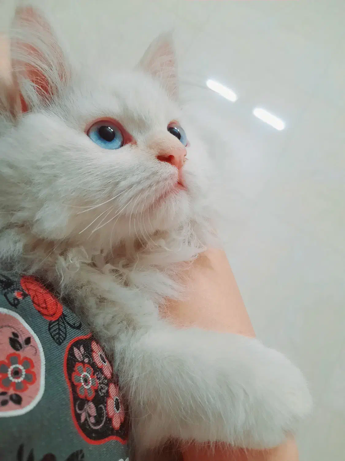 گربه پرشین اصل نر،  تراکم مو عالی|گربه|اصفهان, برازنده|دیوار