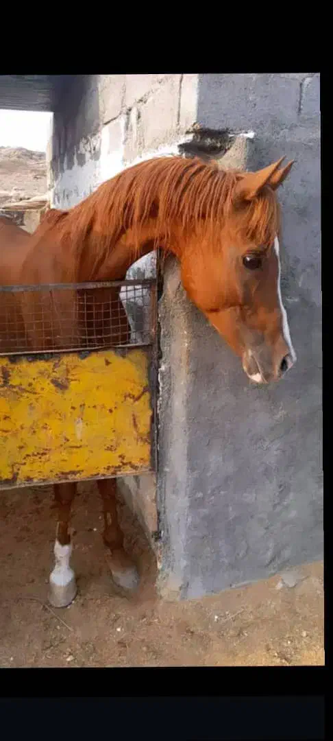 نریون پرخون عرب|اسب و تجهیزات اسب‌سواری|صدرا-فارس, فاز ۱|دیوار