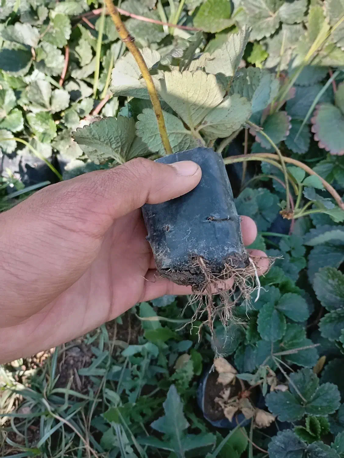 نهال توت فرنگی دهبکری|گل و گیاه طبیعی|جیرفت, |دیوار