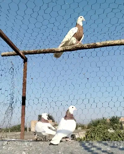 کبوتر طوقی 6تا باهم پاک معاوضه مرغ خروس بزغاله|حیوانات مزرعه|گنبد کاووس, |دیوار