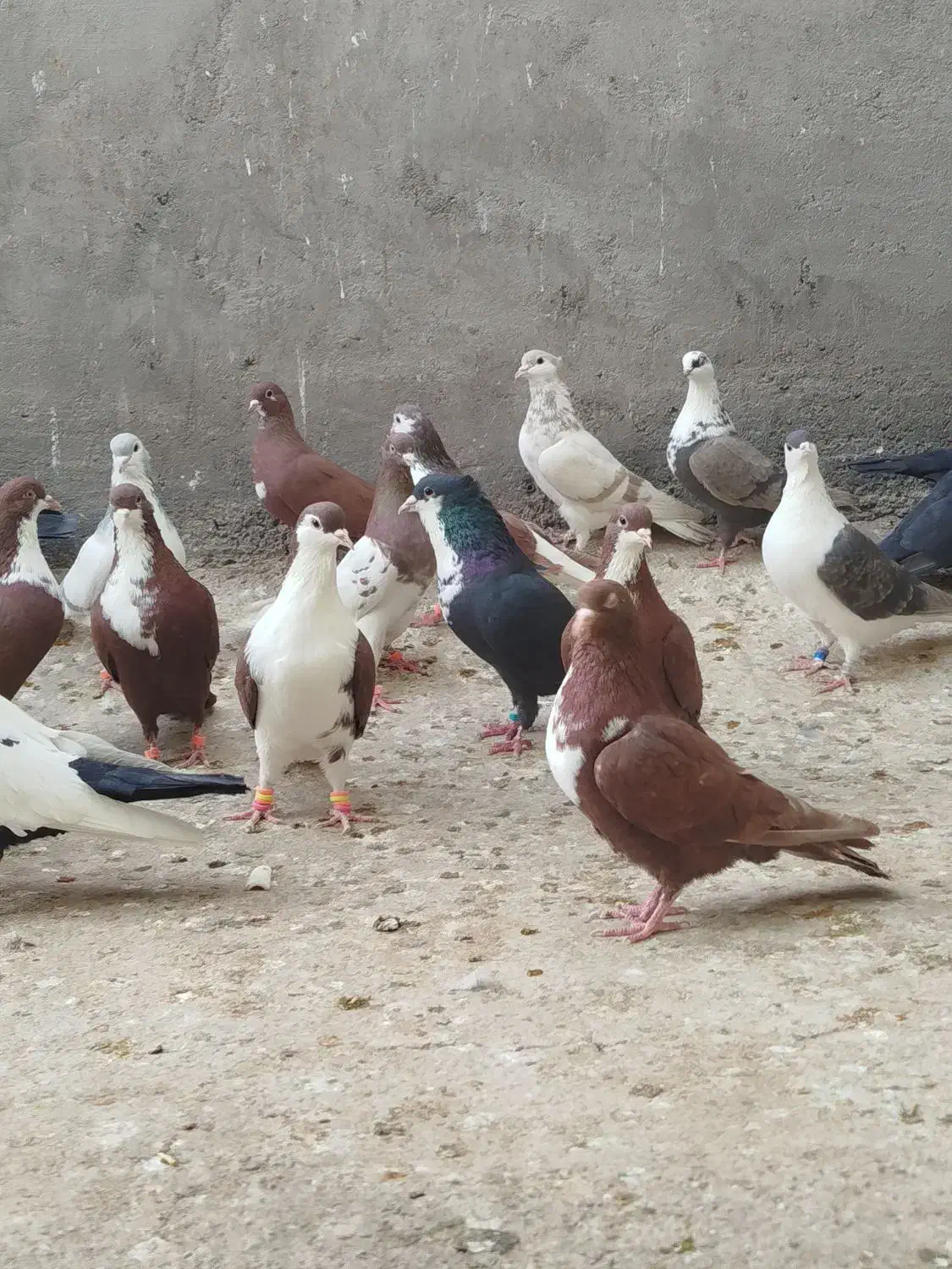 ۳۰عدد رنگی|پرنده|بیرجند, |دیوار