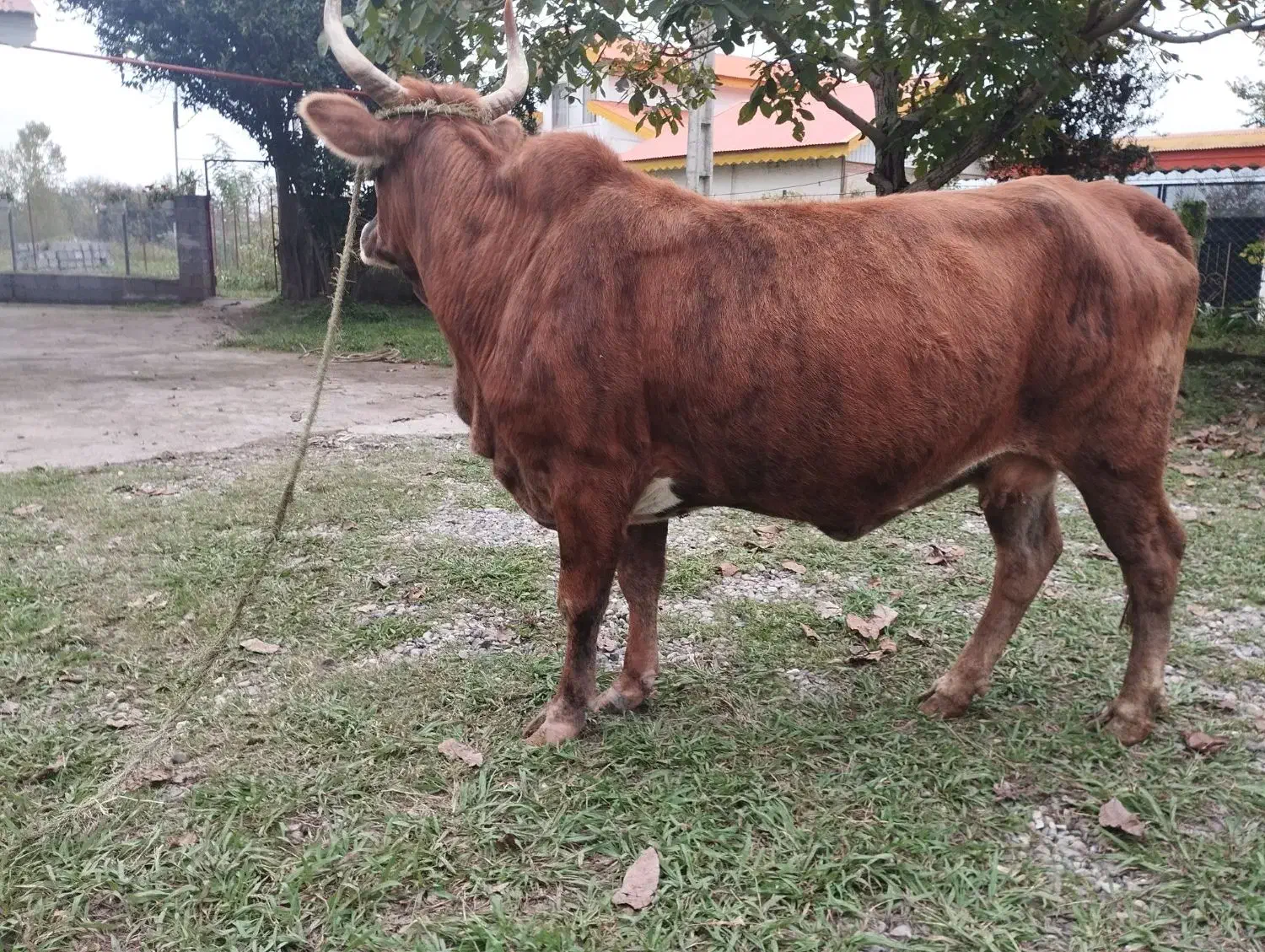 گاو چالوسی حامله فقیر3ماه حامله|حیوانات مزرعه|سنگر, |دیوار