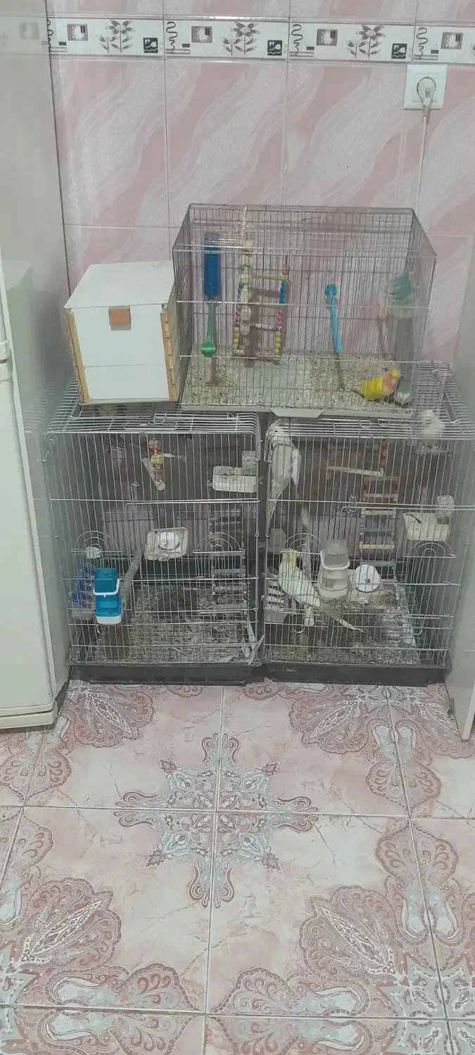 پرنده عروس و برزیلی|پرنده|لالجین, |دیوار