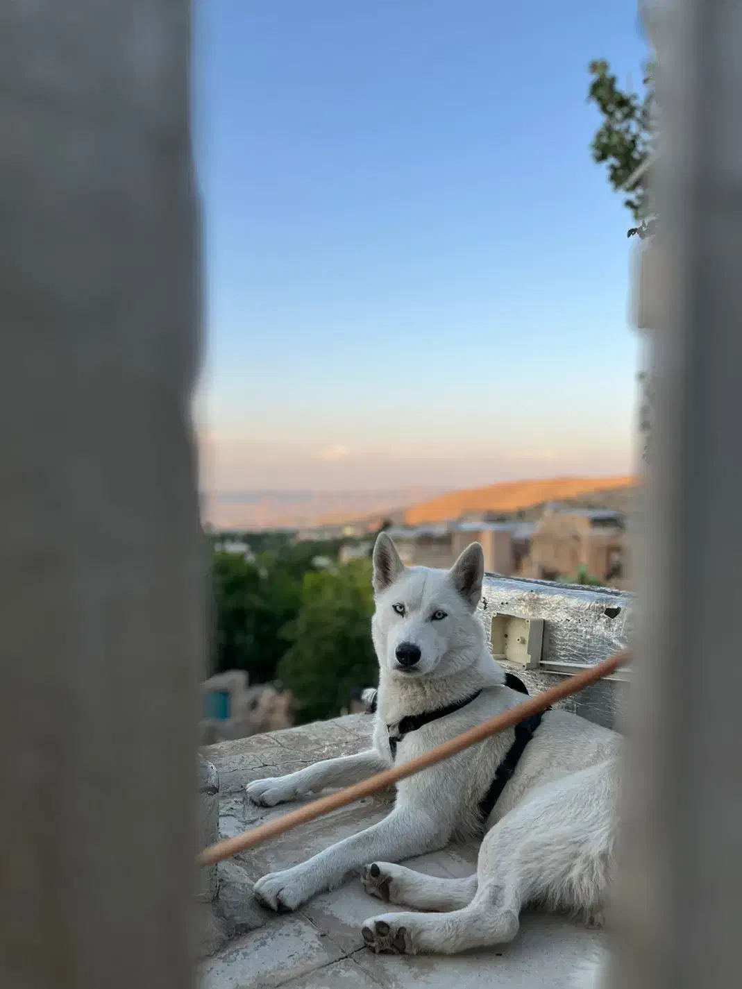 واگذاری سیبرین هاسکی|سگ|شیراز, معالی‌آباد|دیوار