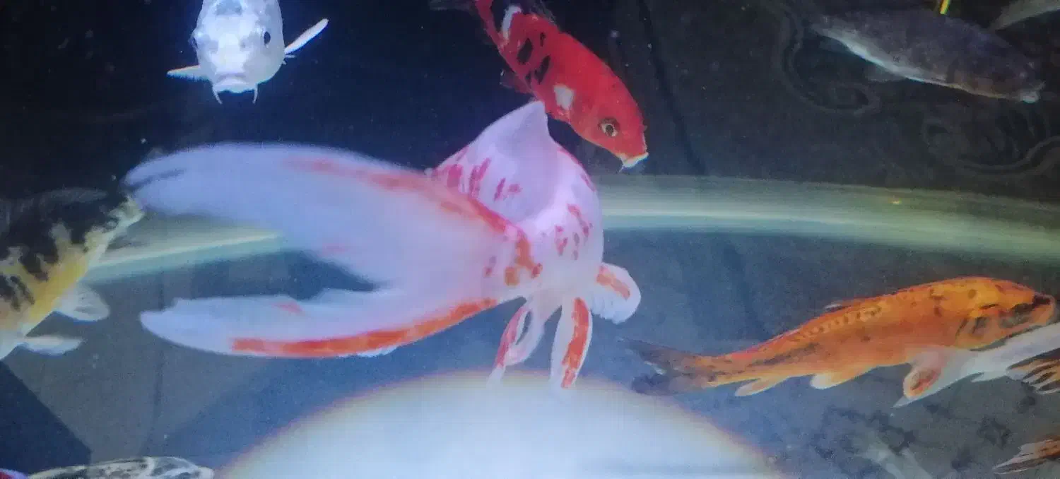 ماهی کوی سوپرباله نژاد 30سانت|ماهی|اراک, |دیوار