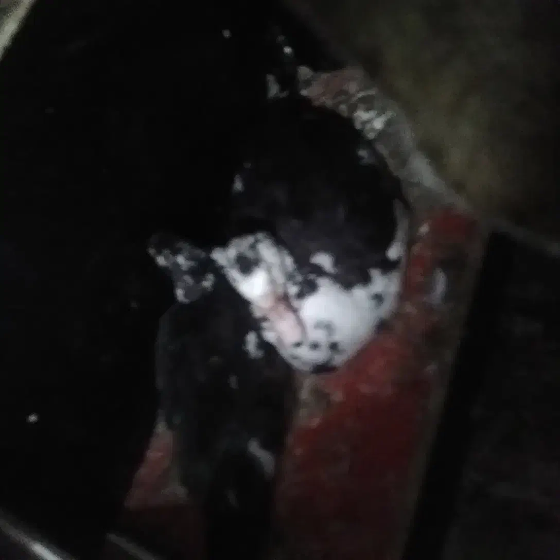 فروش غاز اسرائیل|حیوانات مزرعه|بروجرد, |دیوار