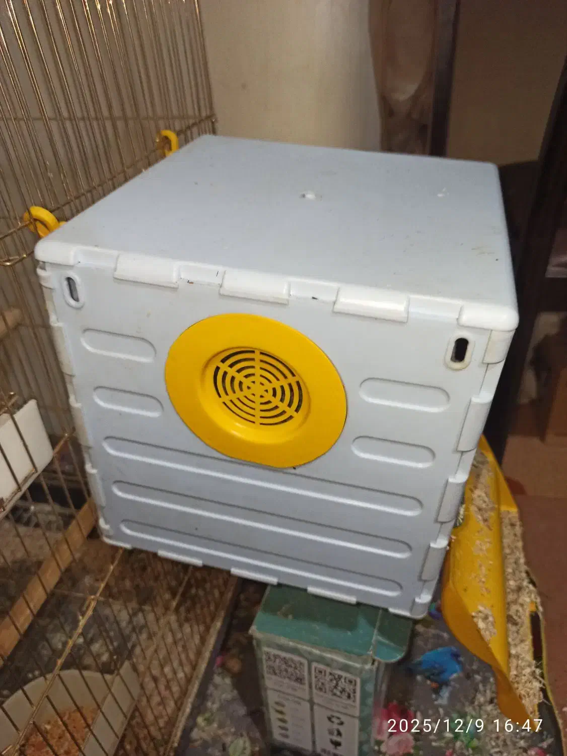 جفت طوطی برزیلی مولد|پرنده|کرمانشاه, |دیوار