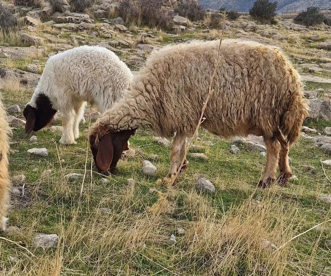 گوسفند|حیوانات مزرعه|سرپل ذهاب, |دیوار