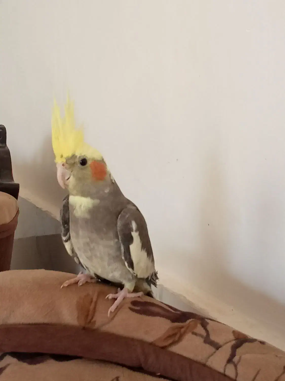 عروس هلندی دستی.|پرنده|سبزوار, قصبه شرقی|دیوار