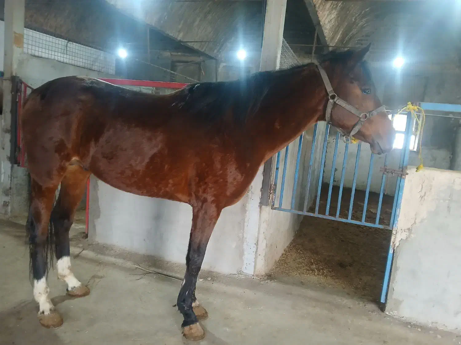 اسب دو خون|اسب و تجهیزات اسب‌سواری|خوی, |دیوار