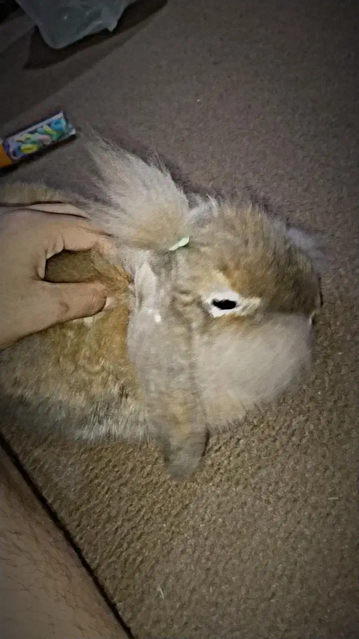 خرگوش|موش و خرگوش|برازجان, |دیوار