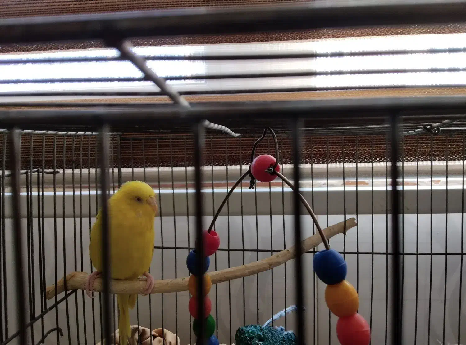 مرغ عشق تک|پرنده|کهریزک, |دیوار