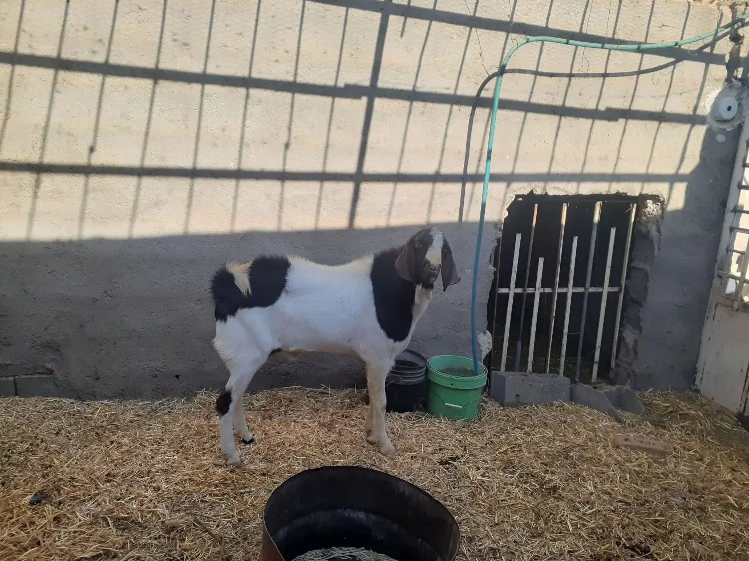 فروش بزغاله نر|حیوانات مزرعه|بادرود, |دیوار