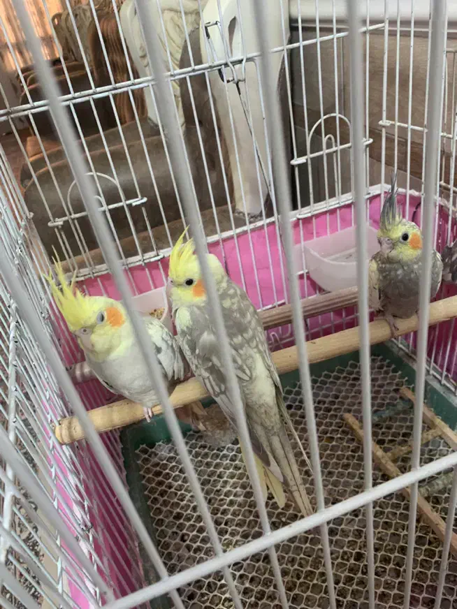 عروس هلندی سخنگو|پرنده|کاشان, آیت الله سعیدی|دیوار