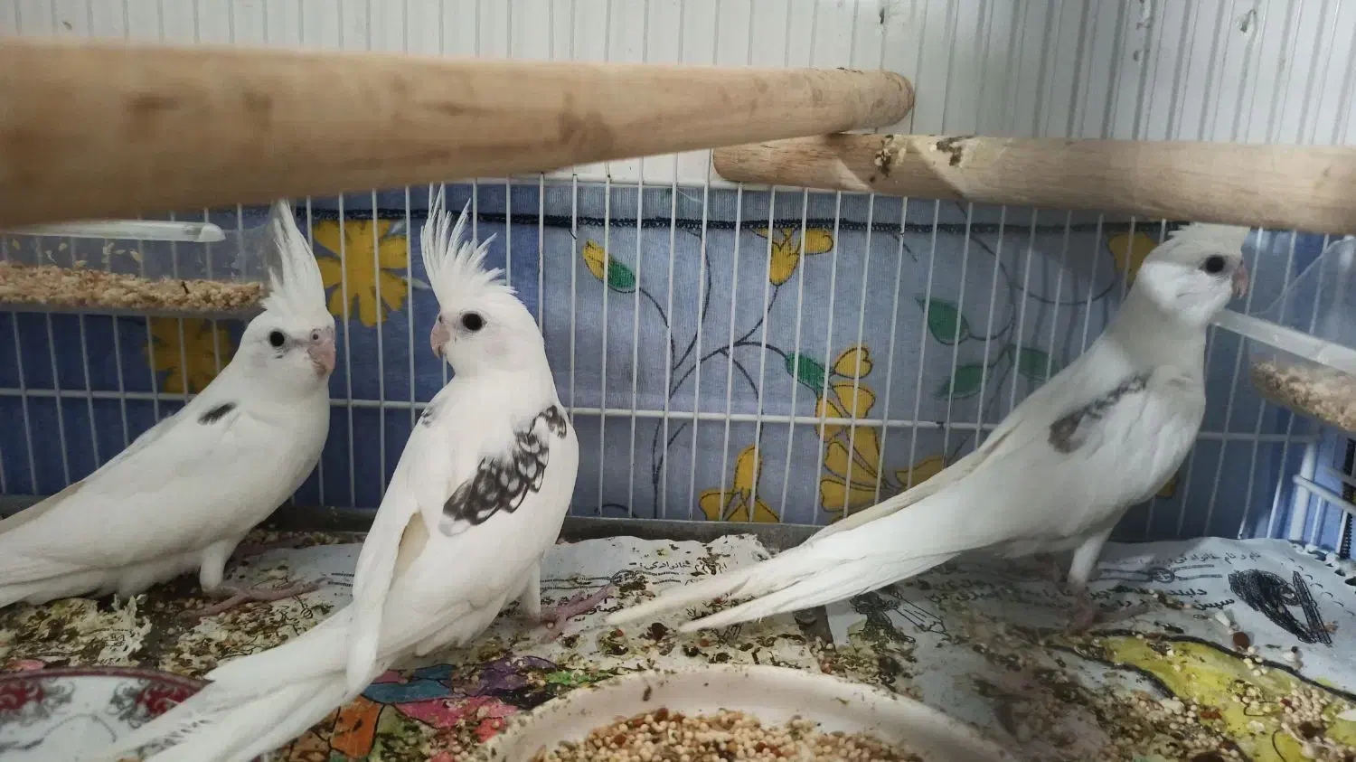 سه عدد جوجه البینو تک کت ودوکت در اشنویه|پرنده|اشنویه, |دیوار