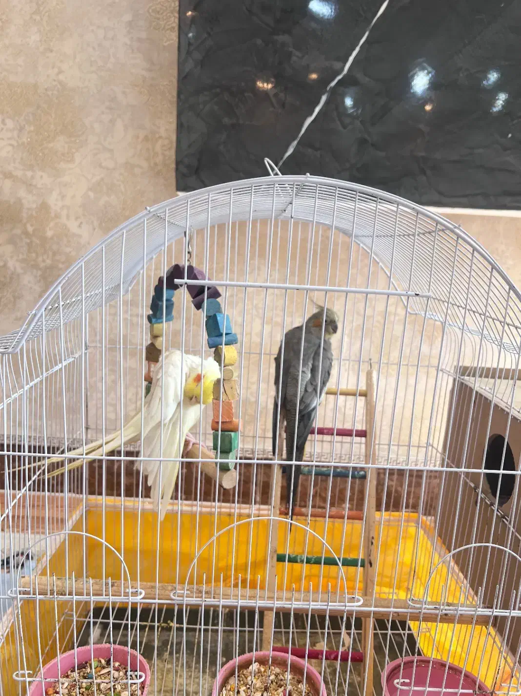 فروش عروس هلندی نر و ماده|پرنده|آزادشهر, |دیوار