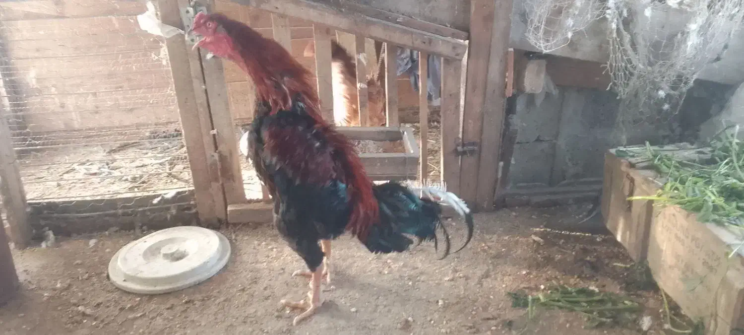 فروش مرغ وخروس لاری ترک|حیوانات مزرعه|نوشهر, |دیوار