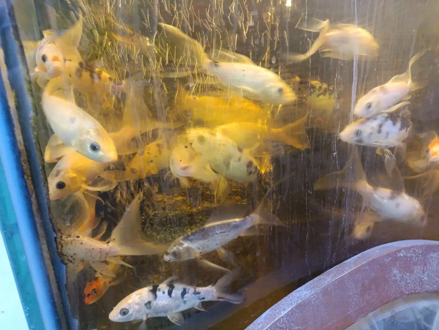 ماهی گوی|ماهی|مشهد, ایثار|دیوار