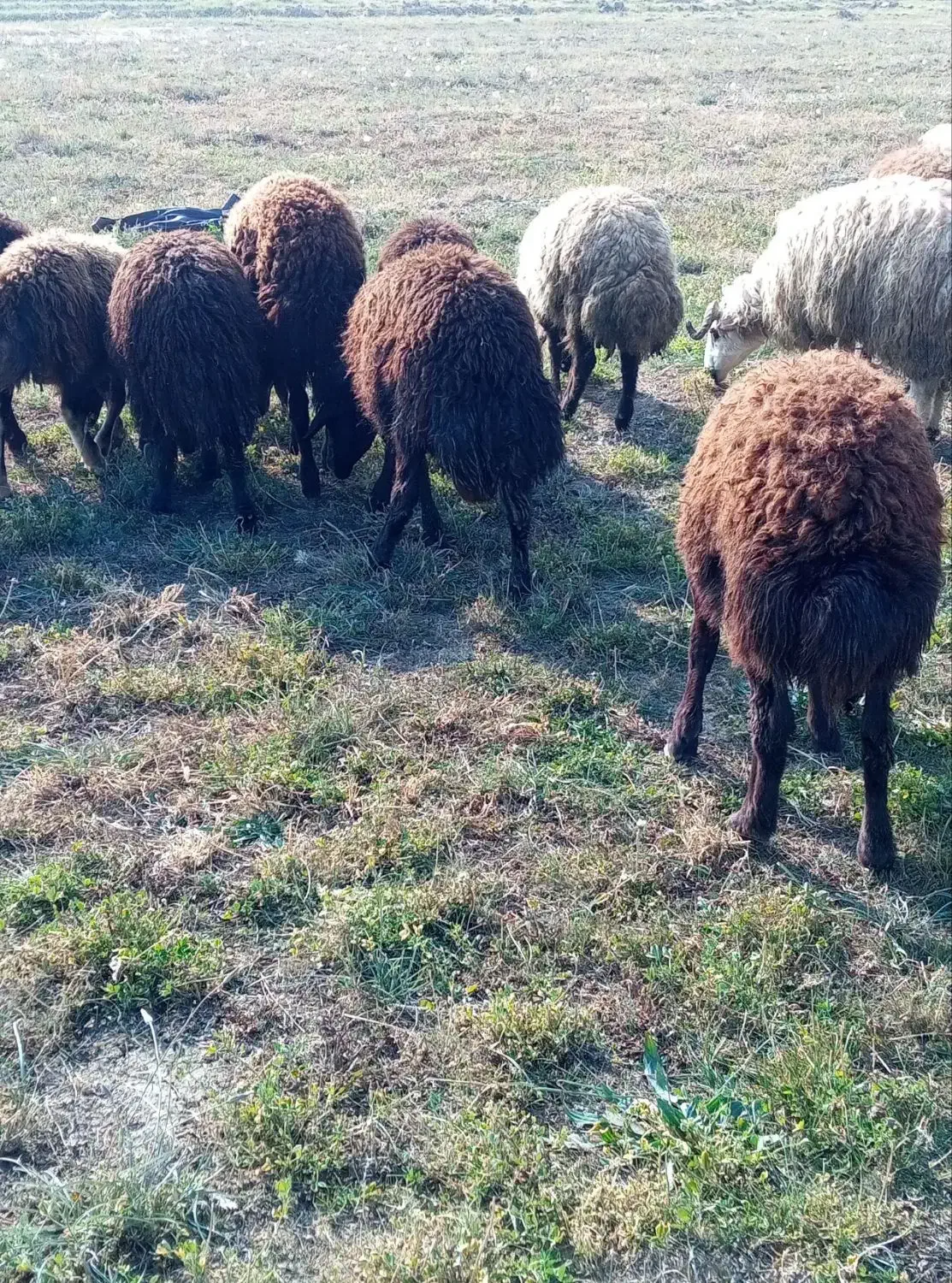 ۳۰عددبره نر|حیوانات مزرعه|سلماس, |دیوار