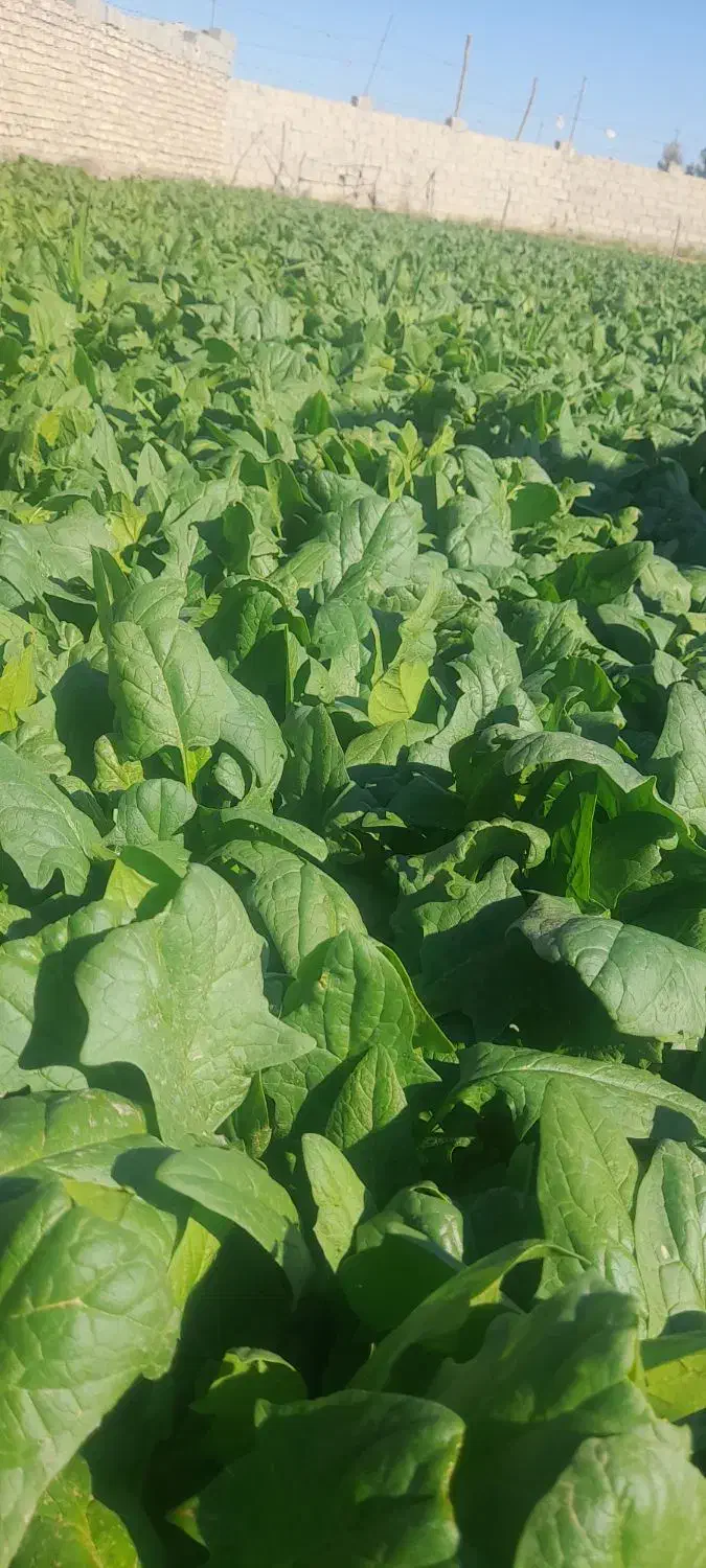 اسفناج|عمدهفروشی|زابل, |دیوار