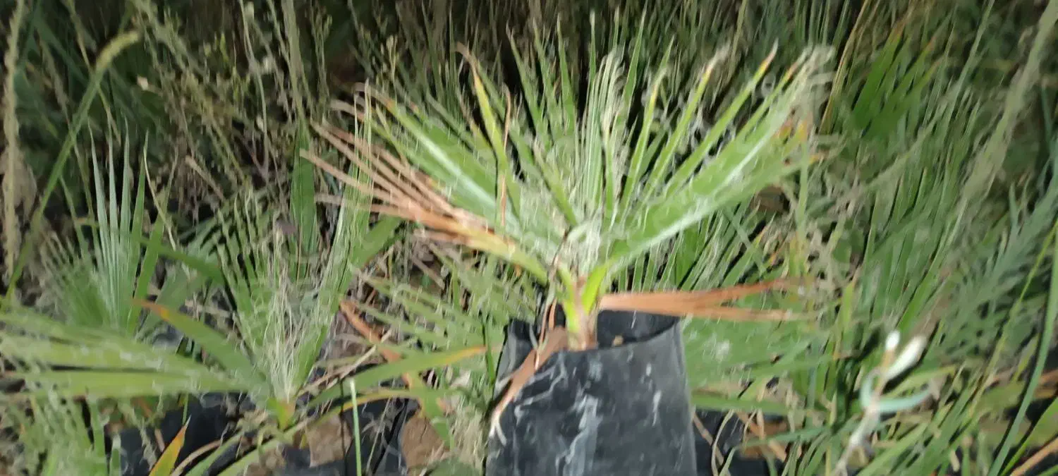 نخل پالم تنه قرمز واشنگتن ۷ماهه و ۳ساله|خدمات باغبانی و درختکاری|لیکک, |دیوار