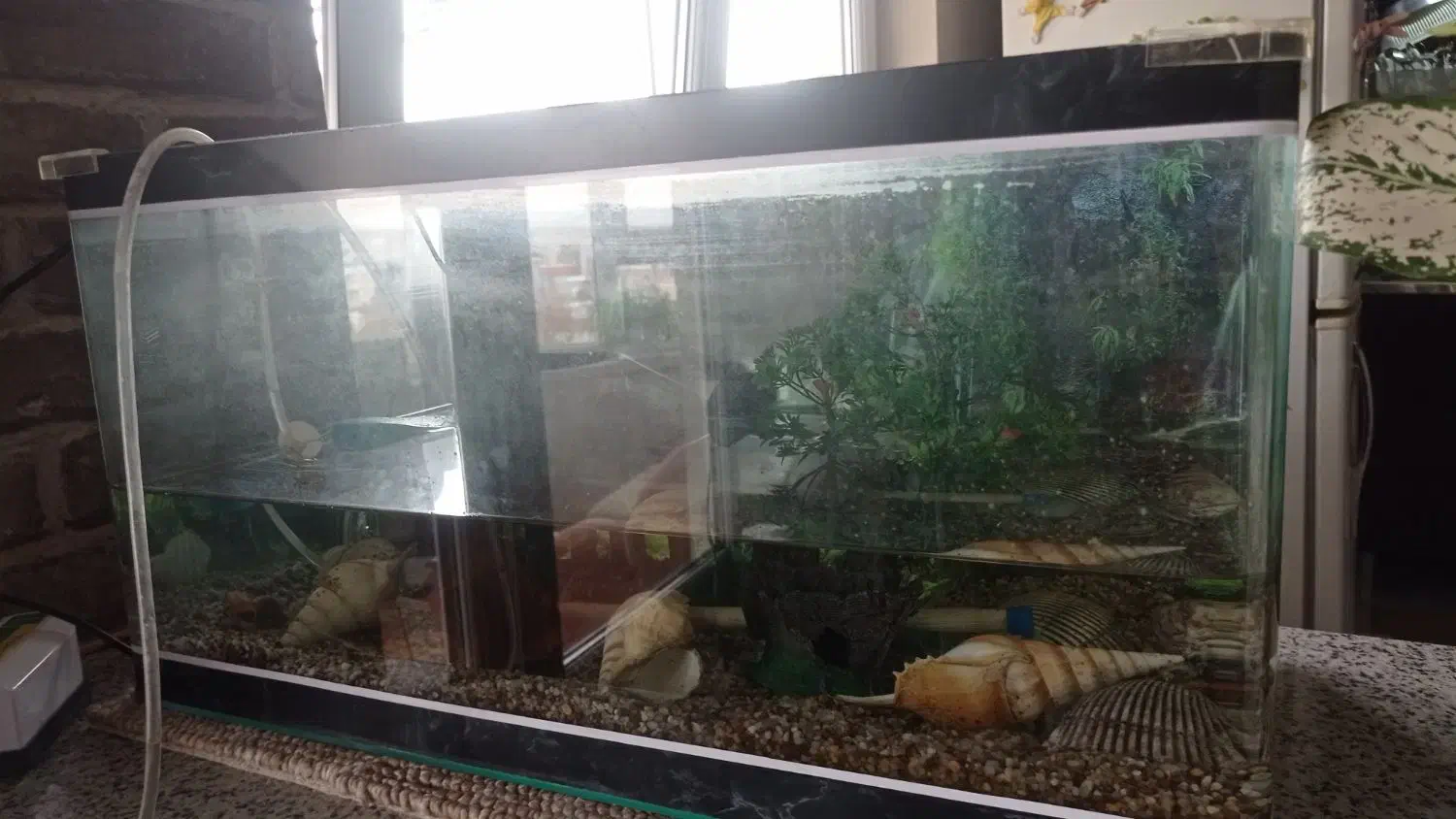 آکواریوم|ماهی|زنجان, |دیوار