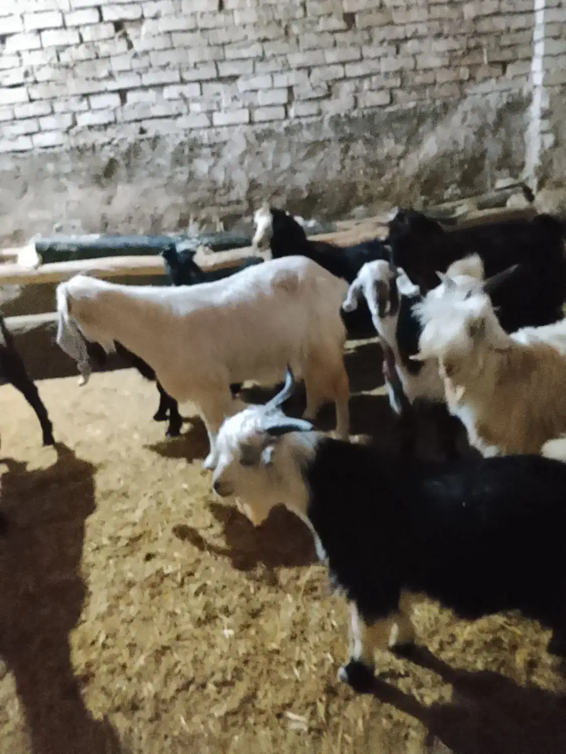 10عدد بز و بزغاله نر|حیوانات مزرعه|بروجرد, |دیوار