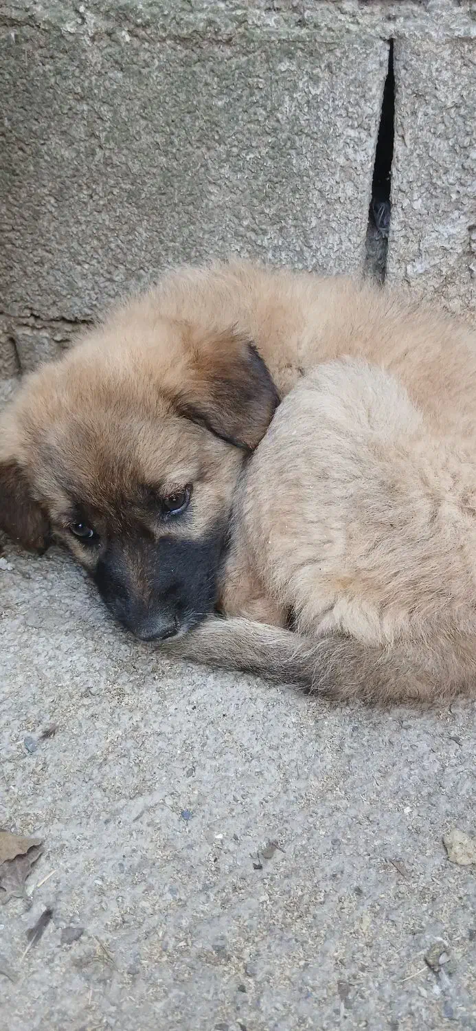 سگ گله ای نژاد سرابی|سگ|سرخرود, |دیوار