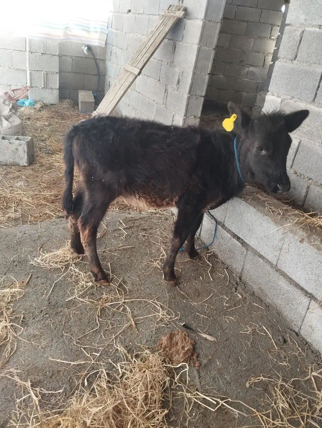 گاو|حیوانات مزرعه|پره‌سر, |دیوار