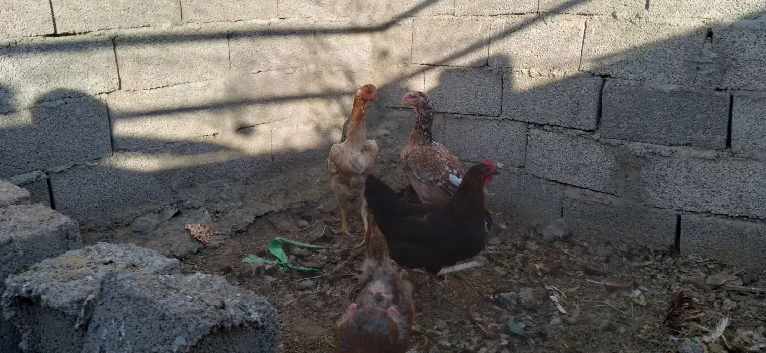 چهار تا مرغ تخم گذار|حیوانات مزرعه|خوی, |دیوار