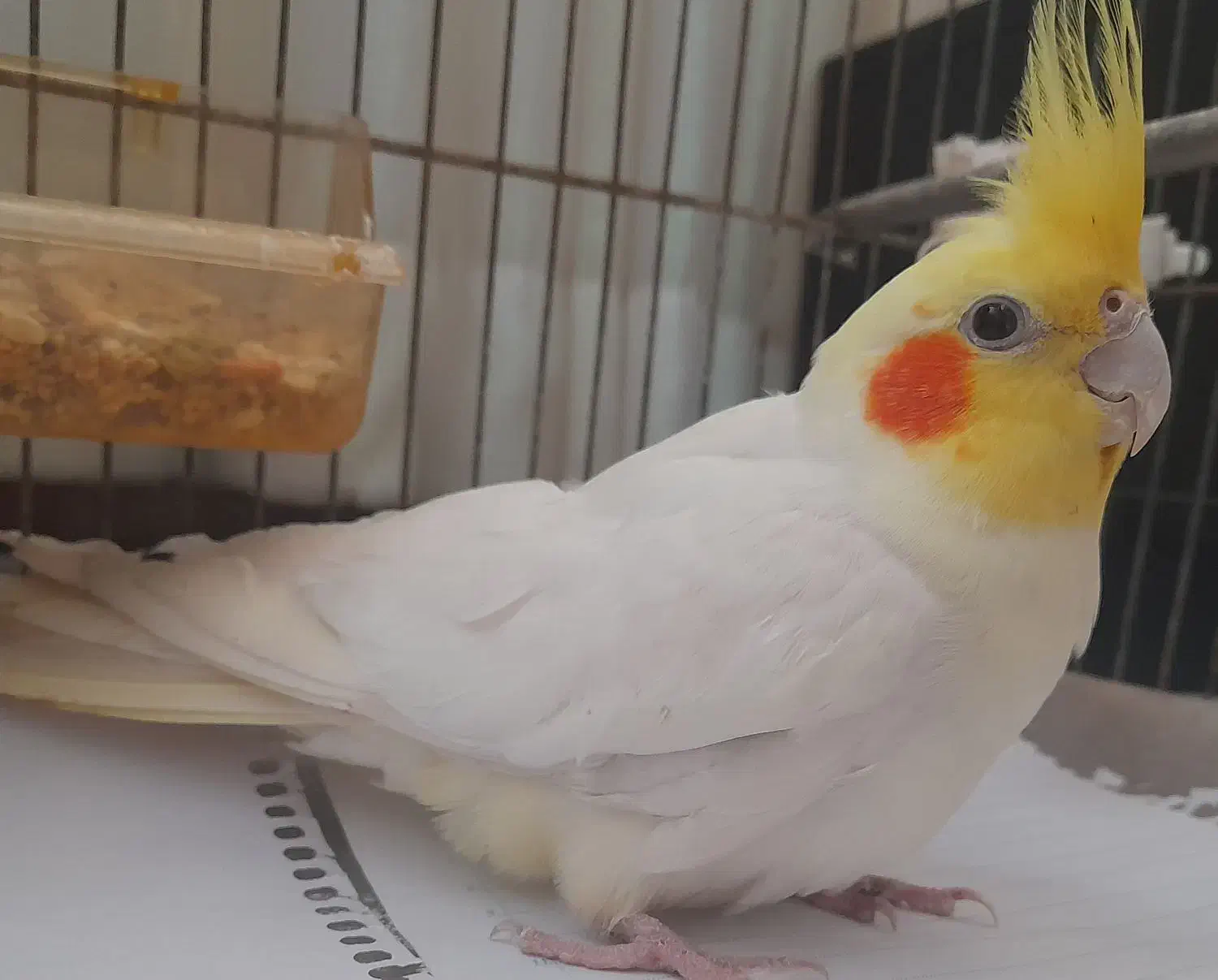 عروس هلندی|پرنده|چناران, |دیوار