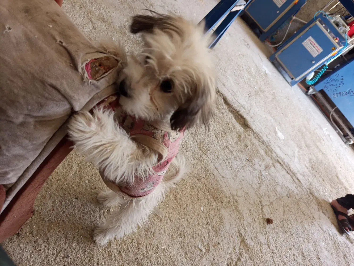 سگ باهوش|سگ|سقز, |دیوار