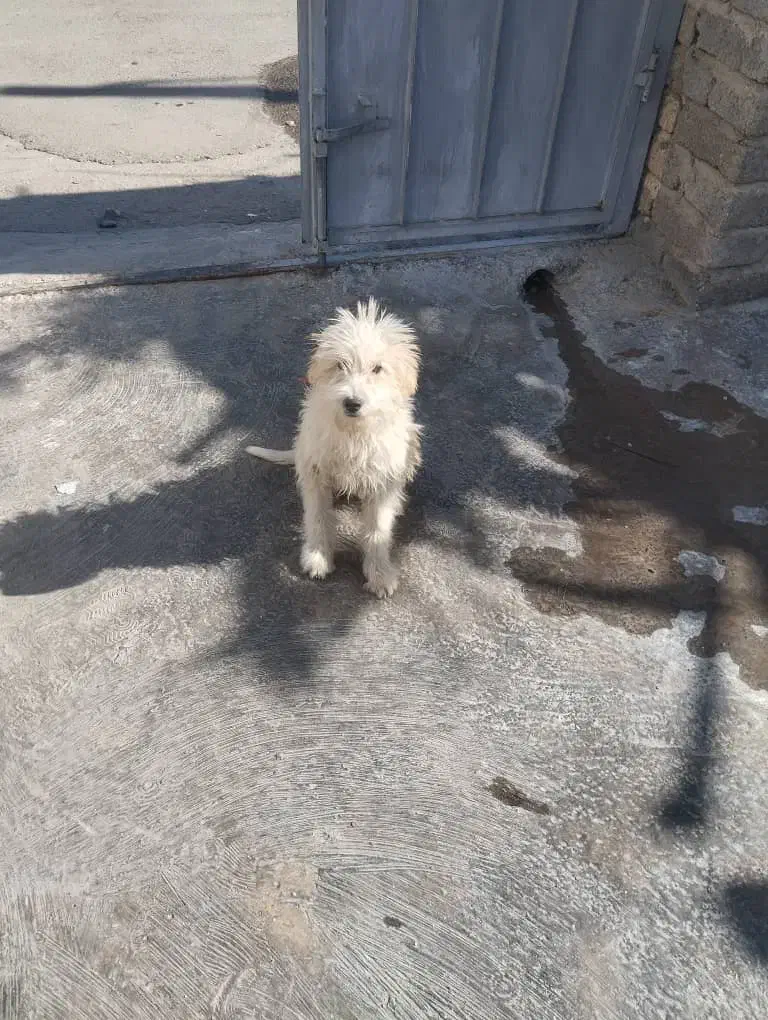 سگ پشمالو خونگی|سگ|فسارود, |دیوار