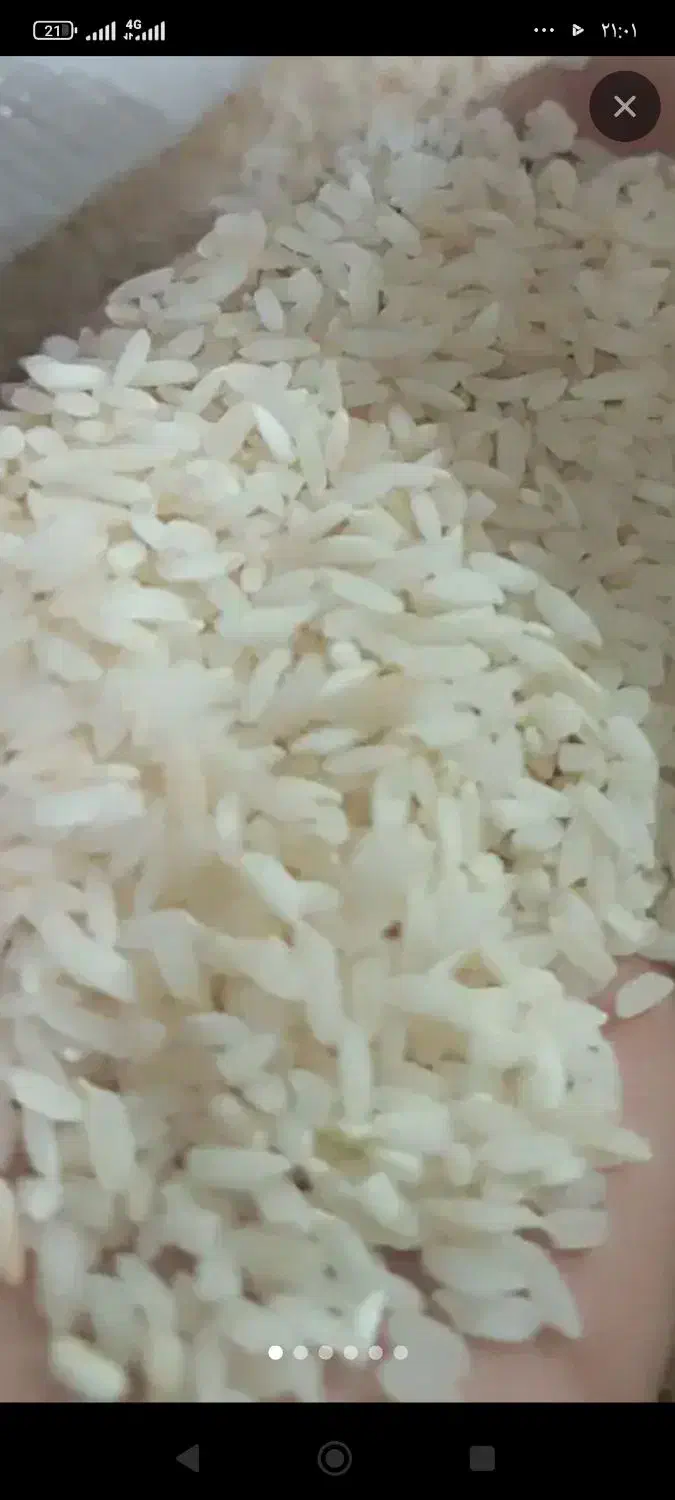 برنج چمپه|عمده‌فروشی|سپیدان, |دیوار