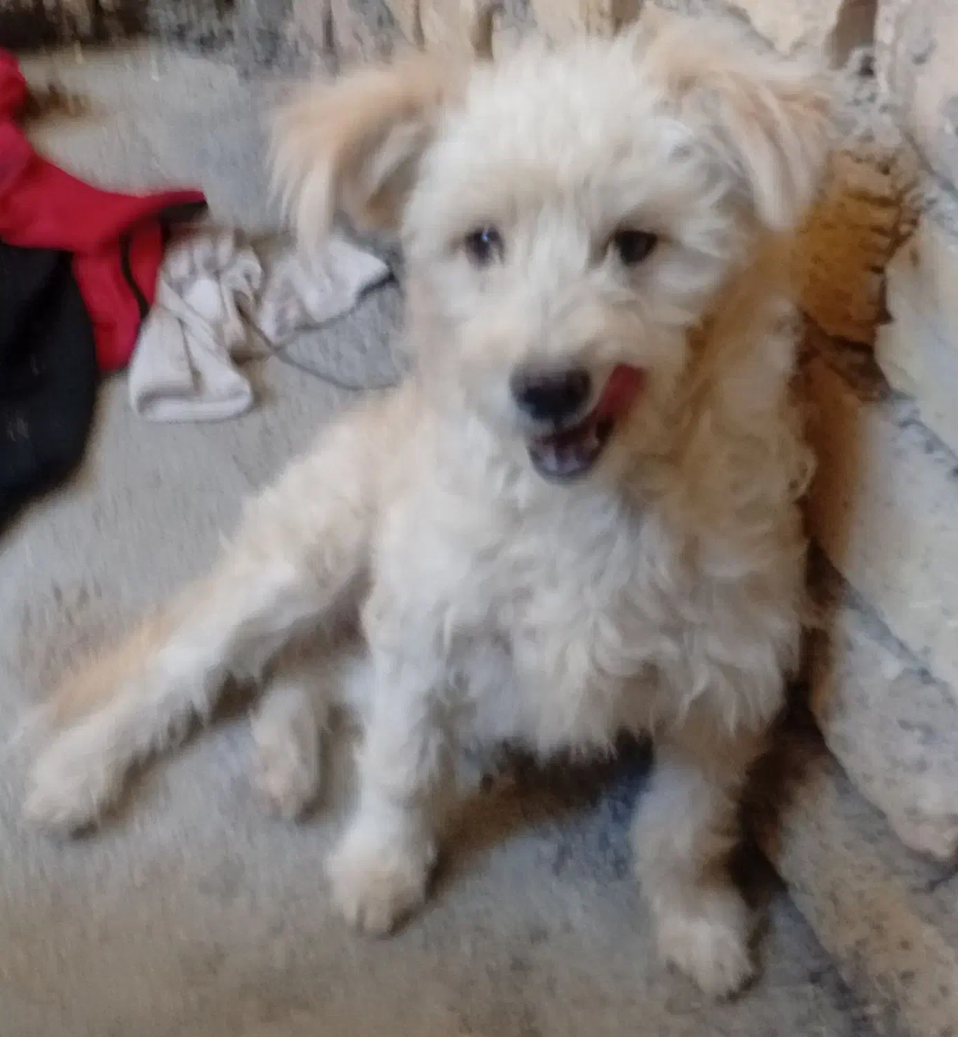 این سگ گم شده اگردیدینش تماس بگیرید شیرینی میدم|سگ|فیروزآباد (فارس), |دیوار