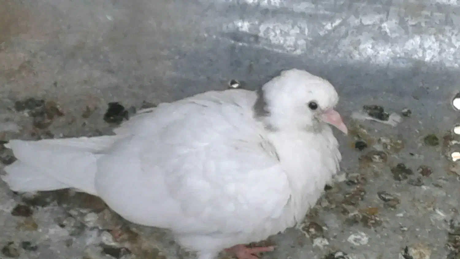 کبوتر|پرنده|جوانرود, |دیوار