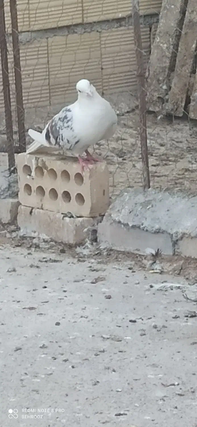 دوکت پلنگ نر|پرنده|انگوران, |دیوار